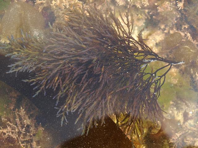 Treptacantha nodicaulis syn Cystoseira nodicaulis Bushy Noduled Wrack Brown Seaweed Images