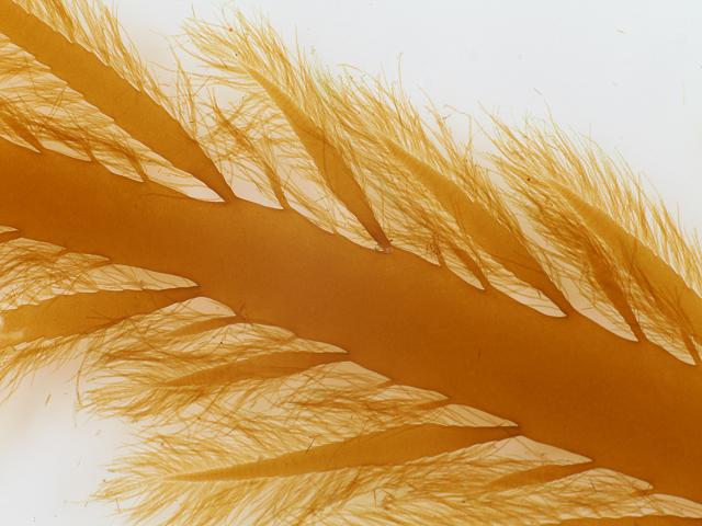 Desmarestia ligulata Brown Seaweed Images