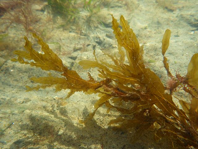 Dictyopteris polypodioides Netted Wing Weed Brown Seaweed Images