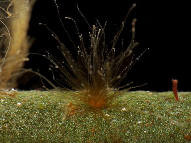 Feldmannia simplex brown seaweed on Codium epiphyte images