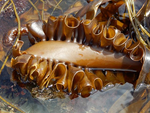 Saccorhiza polyschides Furbelows Furbellows kelp Brown Seaweed Images