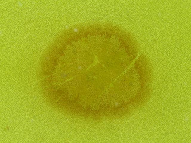 Myrionema strangulans Sea Lettuce Ulva Weed Brown Seaweed Images