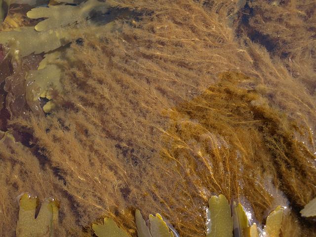Pylaiella littoralis Sea Felt or Pylaies Brown Filaments Brown Seaweed Images