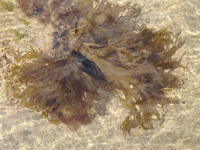 Taonia atomaria Dotted Peacock Weed Brown Seaweed Images