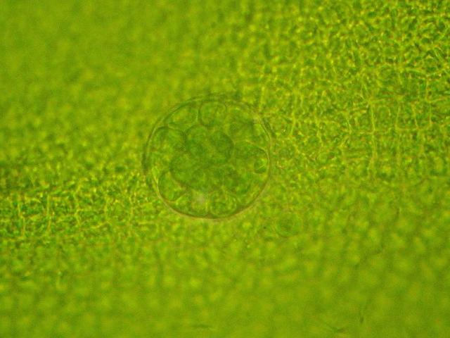 Halochlorococcum moorei parasitic parasite Blidingia minima grass kelp Green seaweed images