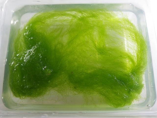 Cladophora species Green Branched Weed seaweed images