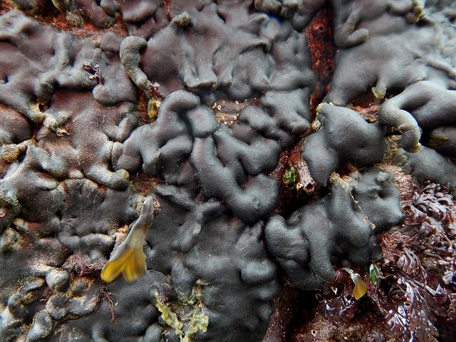 Codium adhaerens green seaweed images