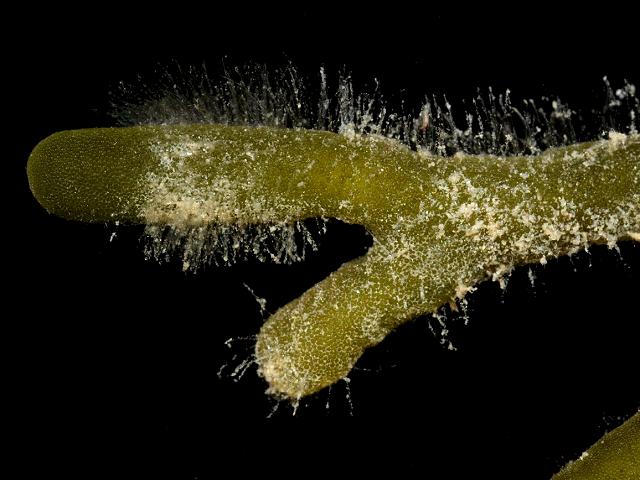 Codium vermilara green seaweed images