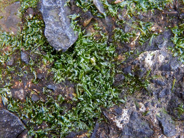 Prasiola calophylla Green Guano Weed seaweed images