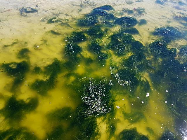 Ulva or Enteromorpha bloom zoospores Green seaweed images