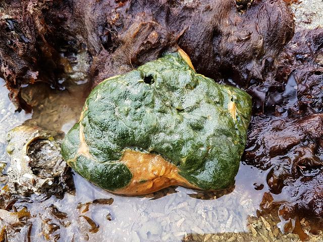 Microspora ficulinae green algal parasite of sponge Suberites Tribonema endozooticum images