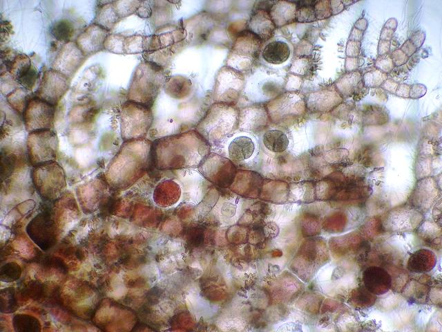 Aglaothamnion gallicum Callithamnion Maschalosporium A Beautiful Bush Weed Red Seaweed Images