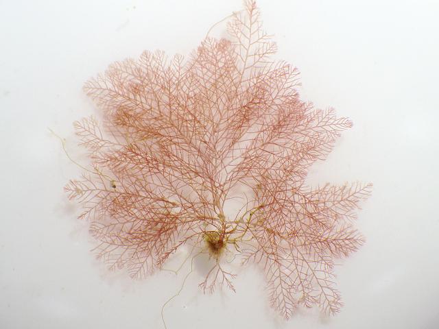 Aglaothamnion hookeri callithamnion brodiei Beautiful Bush Weed Red Seaweed Images