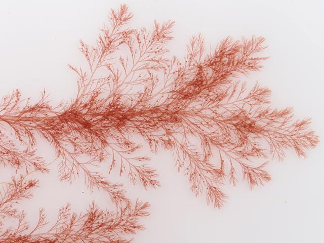 Aglaothamnion roseum callithamnion Beautiful Bush Weed Red Seaweed Images