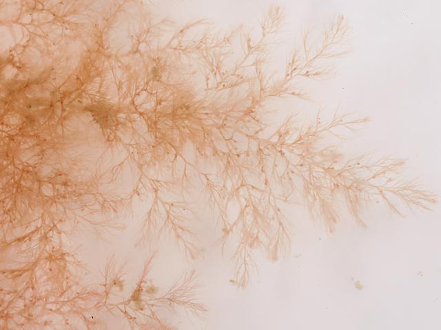 Aglaothamnion tenuissimum callithamnion brodiei A Beautiful Bush Weed Red Seaweed Images