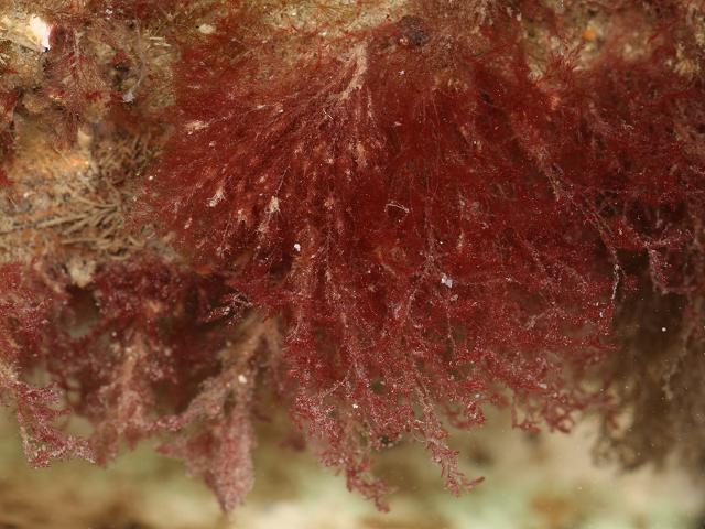 Antithamnionella ternifolia non native fine red fouling seaweed species images