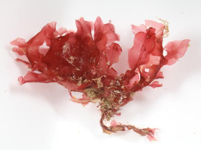 Apoglossum ruscifolium Veined Tongue Weed Red Seaweed Images