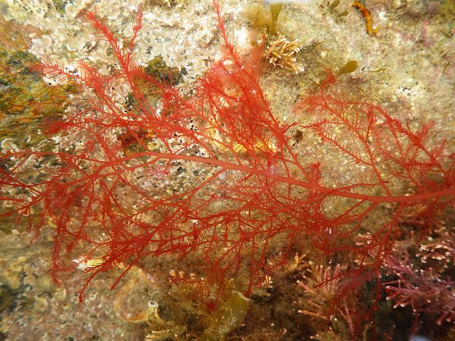Bonnemaisonia asparagoides Red Seaweed Images