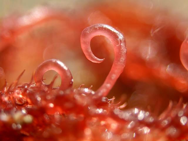 Bonnemaisonia hamifera Hooked Weed Red Seaweed Images