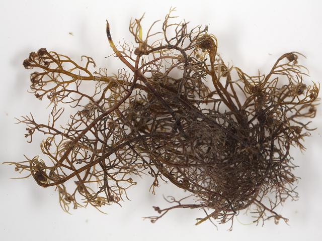 Bostrychia scorpioides Scorpion-tailed Saltmarsh Weed Red Seaweed Images