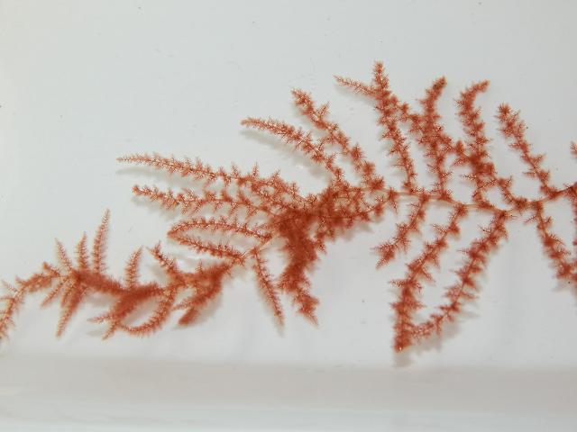Vertebrata byssoides Brongniartella Brongniarts Thread Weed Red Seaweed Images