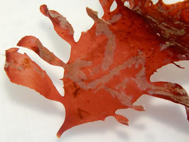 Calliblepharis ciliata Beautiful Eyelash Red Fringed Weed seaweed images