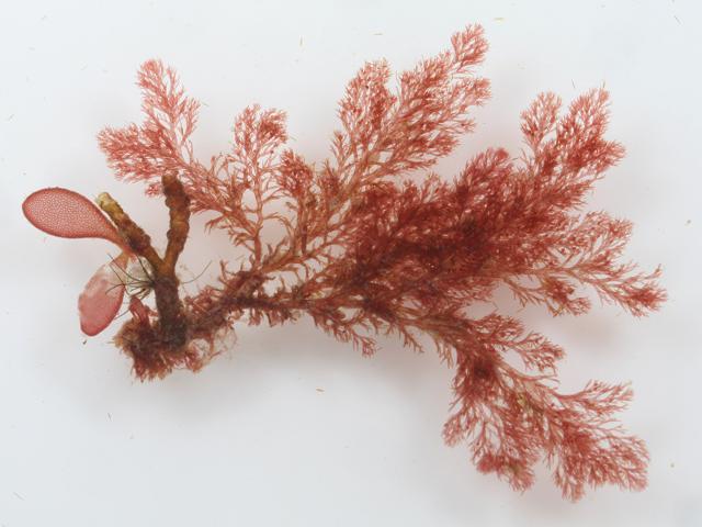 Callithamnion tetragonum epiphyte epiphytic Red Seaweed Images