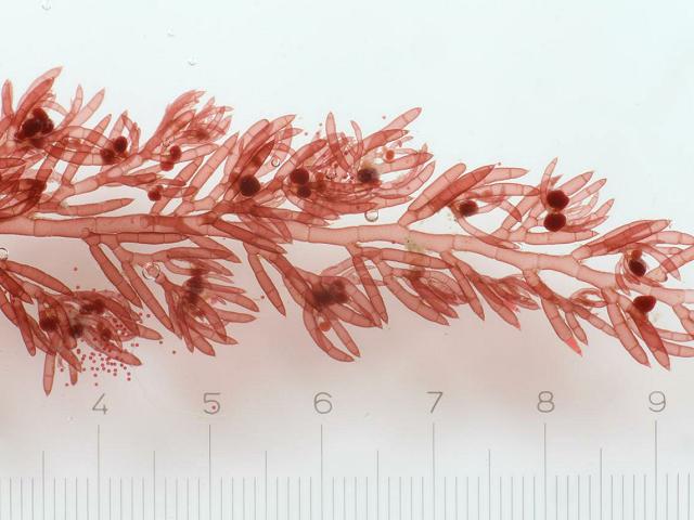Callithamnion tetragonum var brachiatum epiphyte epiphytic Red Seaweed Images