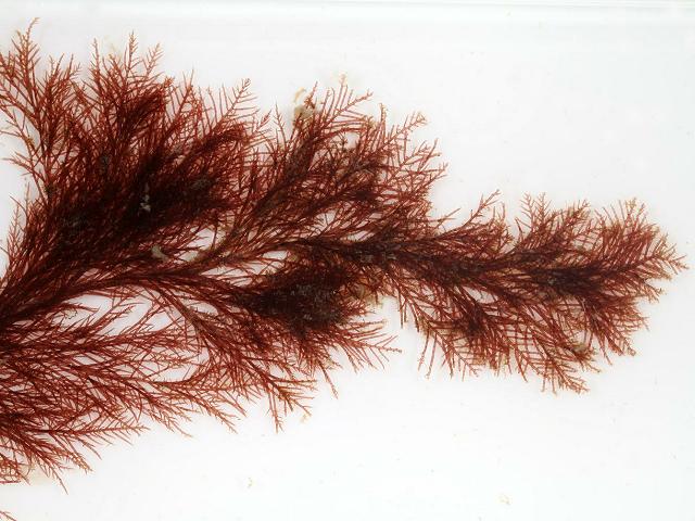 Callithamnion tetricum Red Seaweed Images