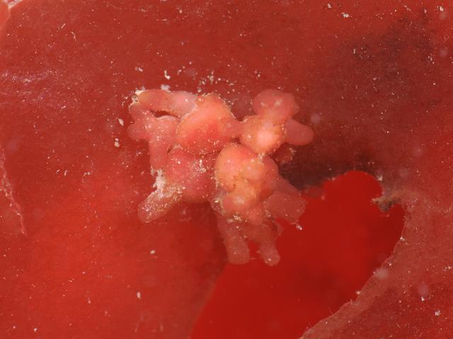 Callocolax neglectus parasite of Callophyllis laciniata Beautiful Fan Weed Red Seaweed Images
