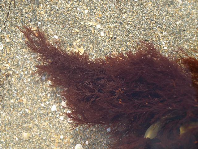 Ceramium virgatum Red Hornweed Banded Pincer Weed Seaweed Images