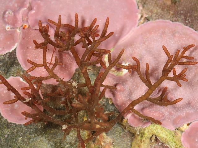 Champia parvula Little fat sausage weed Red Seaweed Images