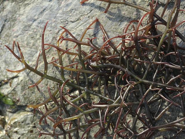 Chondracanthus acicularis Creephorn Red Seaweed Images