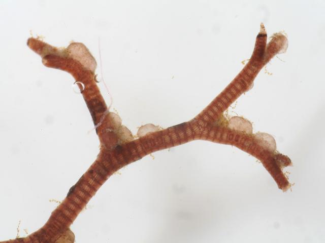 Choreocolax polysiphoniae parasitic Vertebrata Polysiphonia lanosa Red Seaweed Images