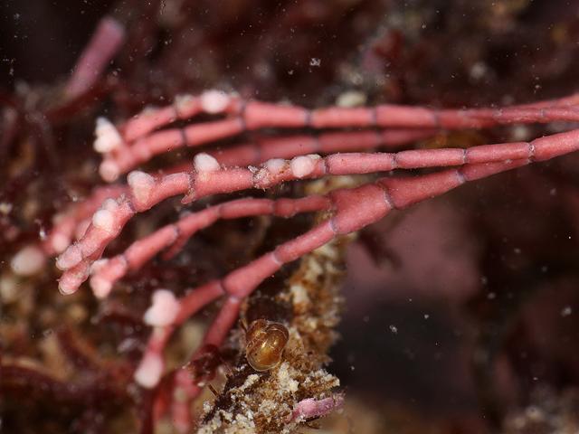 Choreonema thuretii algal parasite of Jania rubens species Red Seaweed Images