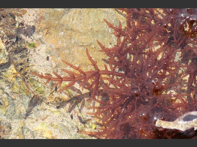 Callophyllis laciniata Juicy whorl weed Red Seaweed Images