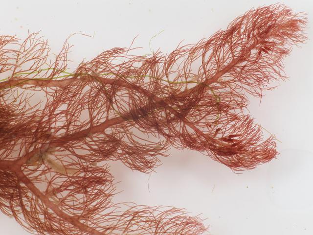 Dasya ocellata Little-eye Tree Weed Red Seaweed Images