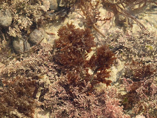 APHOTOMARINE - A photographic guide to aid the recognition and identification of Gastroclonium ovatum Egg Shaped Juice Branch Weed Red Seaweed Images