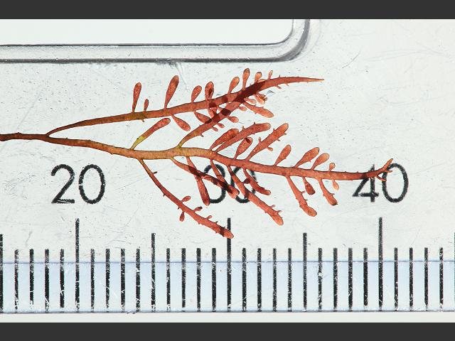 Gelidium pulchellum Red Seaweed Images