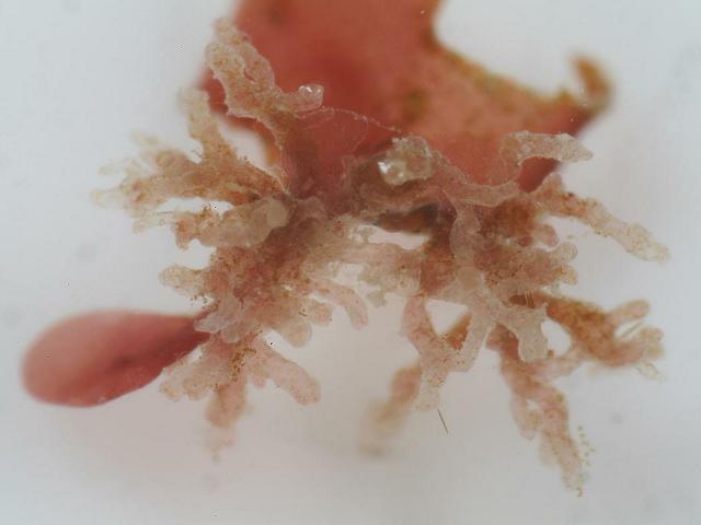 Gonimophyllum buffhamii parasite parasitic algae Cryptopleura ramosa Red Seaweed Images