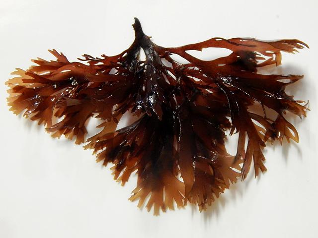 Gracilaria multipartita Cleaved Wart Weed Red Seaweed Images