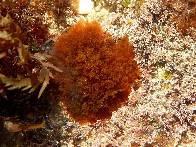 Griffithsia corallinoides Mrs Griffiths Coral Weed Red Seaweed Images