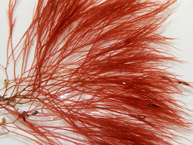 Halurus flosculosus Mrs Griffithss Little Flower Red Seaweed Images