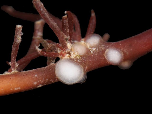 Holmsella pachyderma red algal parasite of Gracilaria gracilis and Gracilariopsis longissima Wart Weed Seaweed Images