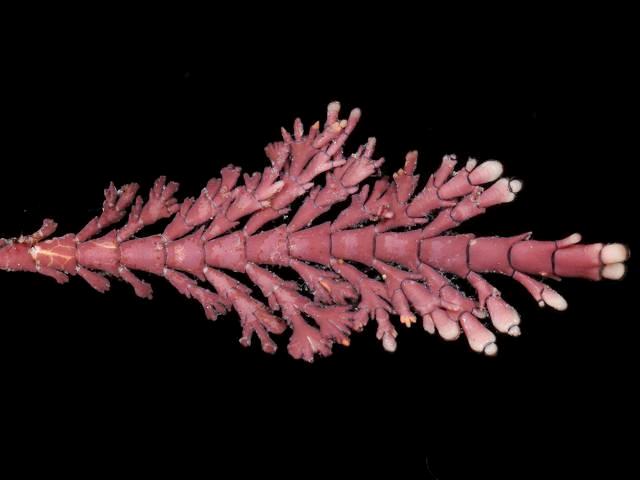 Jania squamata Creeping Coral Weed Red Seaweed Images