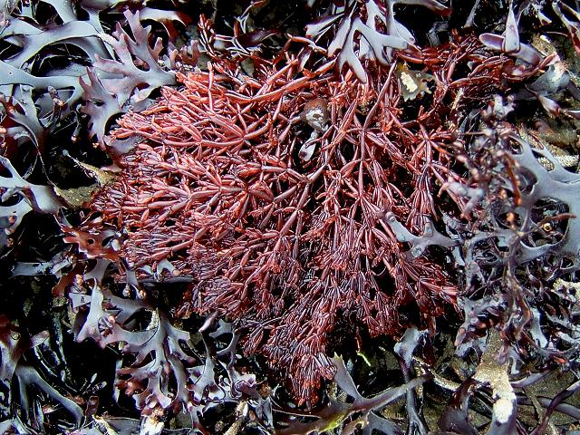 Lomentaria articulata Bunnys Ears Bunny eared Bead weed Jointed Pod Red Seaweed Images