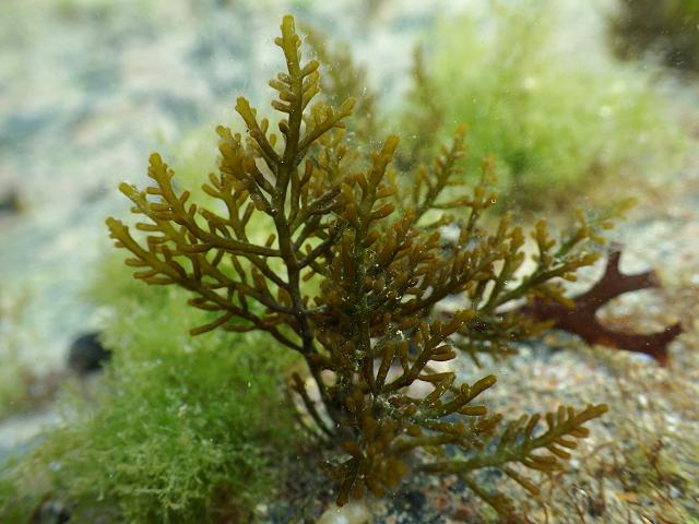 Laurencia obtusa Rounded Brittle Fern weed Red Seaweed Images
