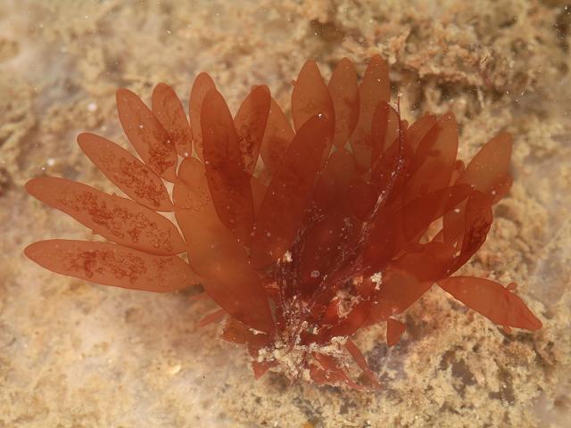 Lomentaria orcadensis Orkney Bean weed Red Seaweed Images