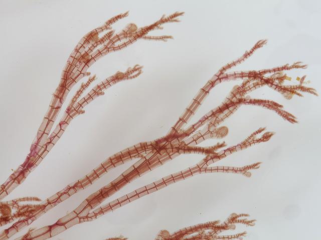 Melanothamnus harveyi Neosiphonia Harveys Siphon Weed Red Seaweed Images