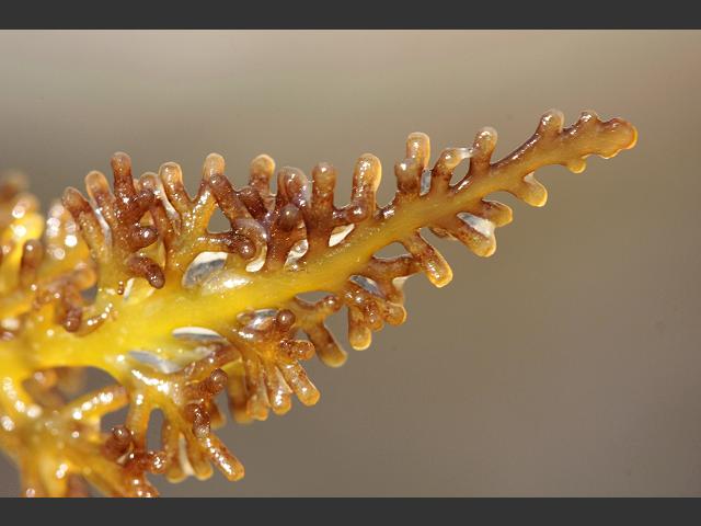 Osmundea hybrida False Pepper Dulse Red Seaweed Images